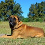 How to Train the Dog Look Away Dog training: Diverting Attention