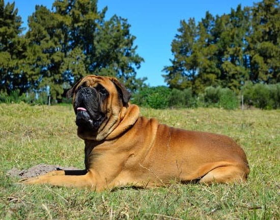 How to Train the Dog Look Away 1 Dog training: Diverting Attention