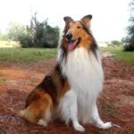 Positive Reinforcement Training: Don't Crate Train Your Dog for a Happy, Well-Behaved Pet