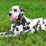 Can You Take a Dog on a Train Can You Take a Dog on a Train: Rules, Tips, and Etiquette