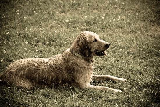 Training Service Dogs in New Zealand: Step-by-Step Guide