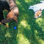 Step-by-step guide on how to train your dog to poop indoors