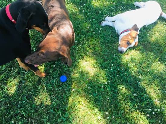 Step-by-step guide on how to train your dog to poop indoors