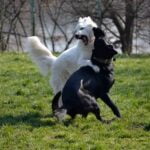 Effective dog training tips: How to train your dog to not chew on furniture and belongings