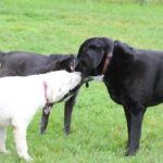 Choosing not to train your dog can lead to behavioral issues