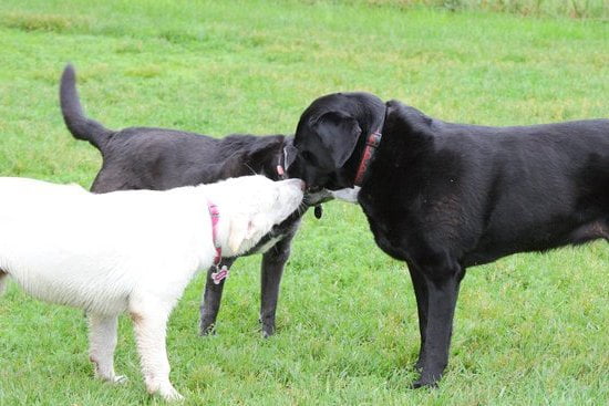 Is Not Training Your Dog Bad 1 Choosing not to train your dog can lead to behavioral issues