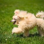 Can U Bring Dogs on the Train Can U Bring Dogs on the Train: Accessibility Guidelines and Policies