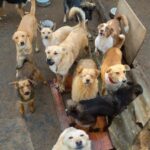 How to Train Old Dog to Sleep All Night Old dog peacefully sleeps through the night after effective training