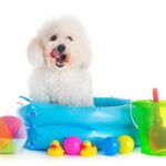 Image of a dog training tree: What is a training tree for dogs