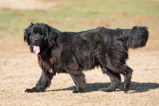 How Do I Start Training My Dog 1 How do I start training my dog Tips for beginners on dog training
