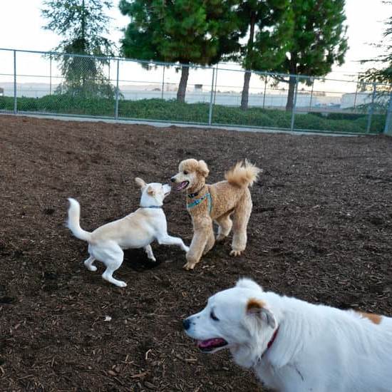 How to train my dog not to attack every day interests