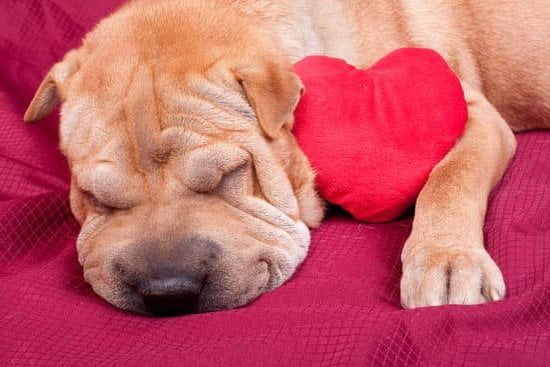 Best dual-dog training collar: perfect for training two dogs at once