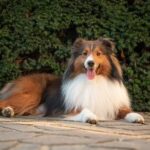 How to Train a Dog to Bark at the Doorbell Step-by-step guide on how to train a dog to bark at the doorbell
