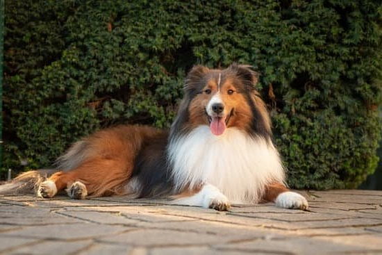 Step-by-step guide on how to train a dog to bark at the doorbell