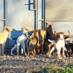 How to Get Victoria Stilwell to Train Your Dog Expert dog trainer Victoria Stilwell teaches positive reinforcement methods for training your dog