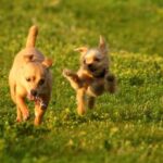 Can You Take Dogs on Trains England Guidelines for taking dogs on trains in England: dog-friendly train travel tips