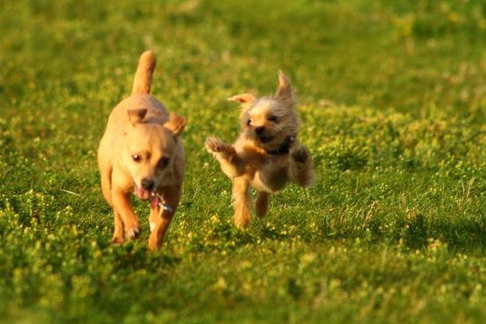 Can You Take Dogs on Trains England 1 Guidelines for taking dogs on trains in England: dog-friendly train travel tips