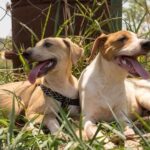 Animal Planet dog training show disappearance: uncovering the mystery behind WHAT HAPPENED TO THAT DOG TRAINING SHOW ON ANIMAL PLANET