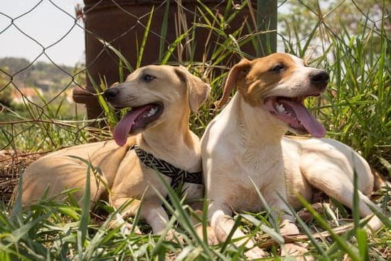 What Happened to That Dog Training Show on Animal Planet 1 Animal Planet dog training show disappearance: uncovering the mystery behind WHAT HAPPENED TO THAT DOG TRAINING SHOW ON ANIMAL PLANET