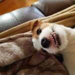 How to Potty Train Your Older Dog: Step-by-Step Guide for Successful Training