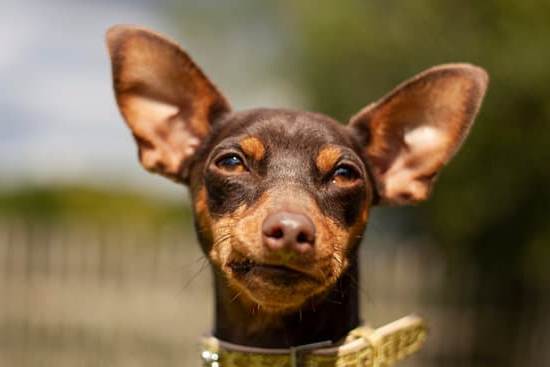 How to Train a Dragon Dog Costume: DIY costume with wings and tail for your pet