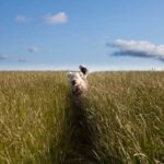 How Old Does a K9 Dog Have to Train How Old Should a K9 Dog Be to Begin Training