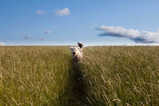 How Old Should a K9 Dog Be to Begin Training