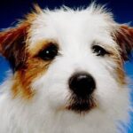 Why Dog Training Is Bad Negative effects of poor dog training methods on behavior and well-being