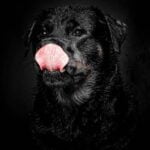 Why Do You Want to Be a Dog Trainer Why do you want to be a dog trainer Fulfill your passion for working with animals today