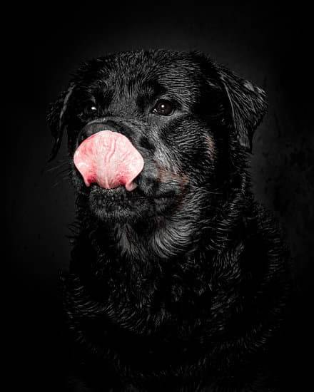 Why Do You Want to Be a Dog Trainer 1 Why do you want to be a dog trainer Fulfill your passion for working with animals today