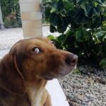 How Much Does It Cost to Become Certified Dog Trainer How much does it cost to become a certified dog trainer Find out here