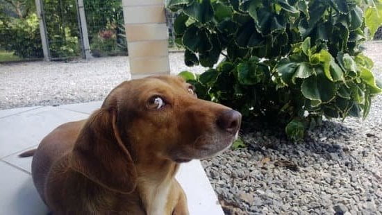 How much does it cost to become a certified dog trainer Find out here