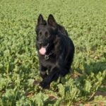 Step-by-step guide on how to train a dog to search for things