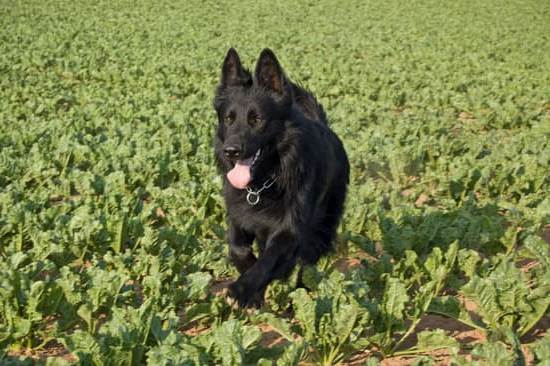 Step-by-step guide on how to train a dog to search for things