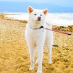 How to Start a Career in Dog Training How to Start a Career in Dog Training: Tips for Aspiring Canine Trainers