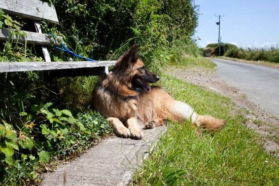 Service dog clearing airway for breathing assistance during emergency situations