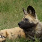 Can You Crate a Dog That Isn'T Crate Trained Unleashed potential: Can you crate a dog that isn't crate trained