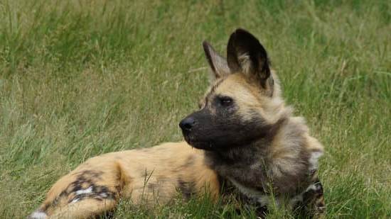 Unleashed potential: Can you crate a dog that isn't crate trained