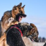 Did Romans Train Dogs Roman Dog Training: How Romans Trained Dogs for Various Purposes