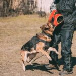 How Old Should a Dog Be to Train: Start at 8 Weeks