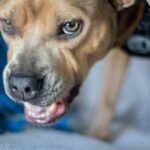 Can male dogs be paper trained Tips for housebreaking male pups effectively