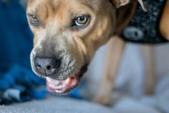 Can male dogs be paper trained Tips for housebreaking male pups effectively