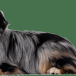 How to house train an indoor dog: Step-by-step guide for successful potty training