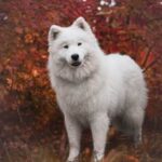 Train dog to stop on whistle: Step-by-step guide for effective whistle training