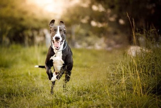 Are Spayed Dogs Easier to Train 1 Spayed dogs easier to train with proper training and consistency