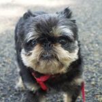 Labradoodle dogs can be trained to obey commands and perform tricks easily