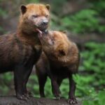 How to Train Your Dog to Pee in the Backyard Step-by-step guide: How to train your dog to pee in the backyard