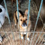 When Should a Dog Be Fully House Trained When Should a Dog Be Fully House Trained - Timing and Steps for Successful Dog Potty Training