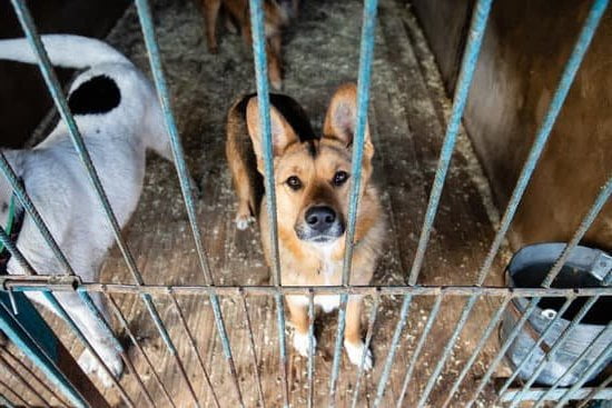 When Should a Dog Be Fully House Trained - Timing and Steps for Successful Dog Potty Training