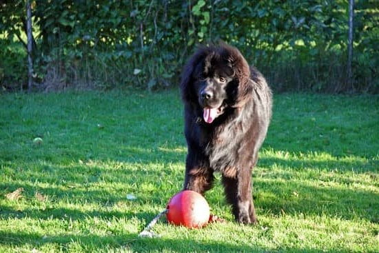 How much does a service animal dog trainer make Learn more about their earning potential now